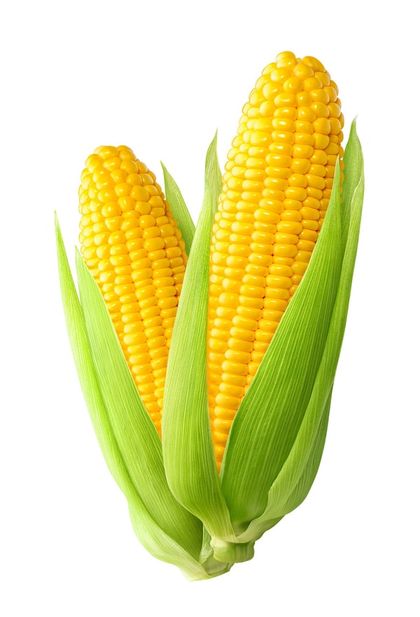Sweetcorn from Peters Produce